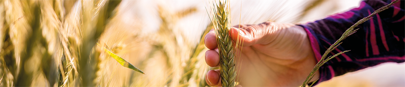 Система корпоративного управления