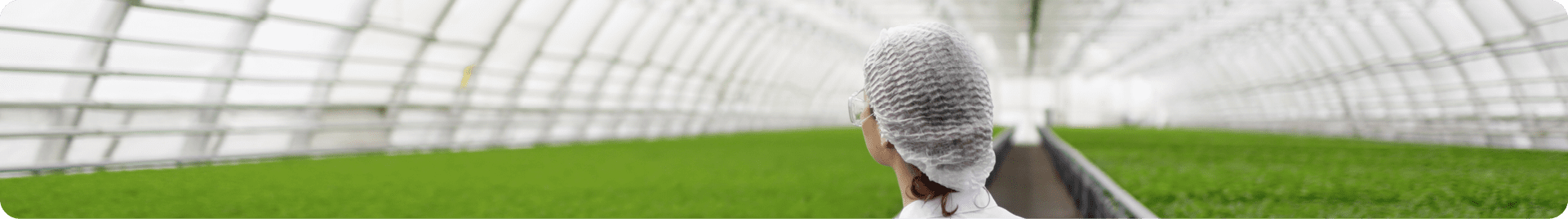 Scientist in a greenhouse